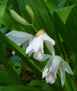 White Chinese Ground Orchid, Hardy Orchid, Hyacinth Orchid, Urn Orchid, Bletilla striata 'Alba'